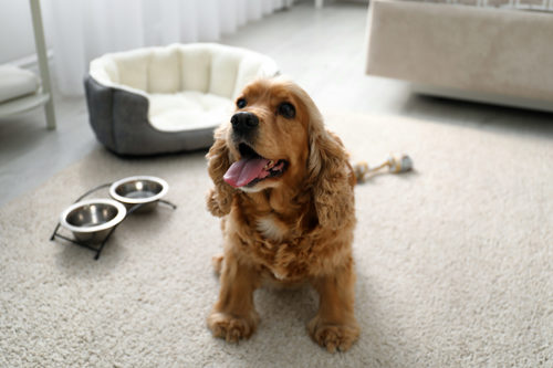 Celebrate National Pet Month At Matfen Hall