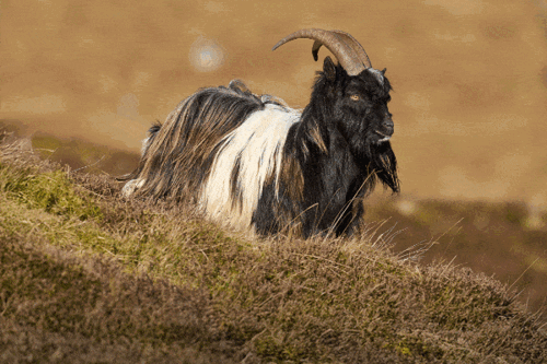 A Traveller’S Guide To Wildlife In Northumberland
