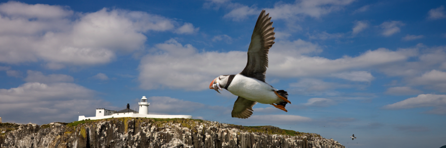 Spring in Northumberland is when puffins and seabirds return to the magical Farne Islands.