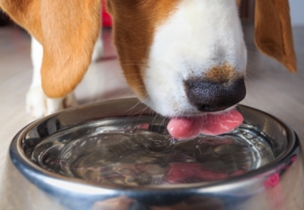 Dog Bowl Image