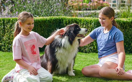 MAT 10132 Dog Friendly Gallery 2 920X575