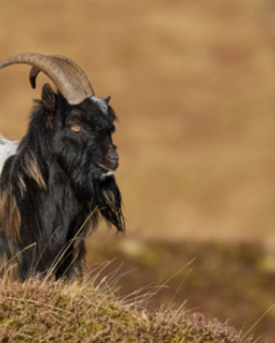 Wildlife In Northumberland Embed 1 1