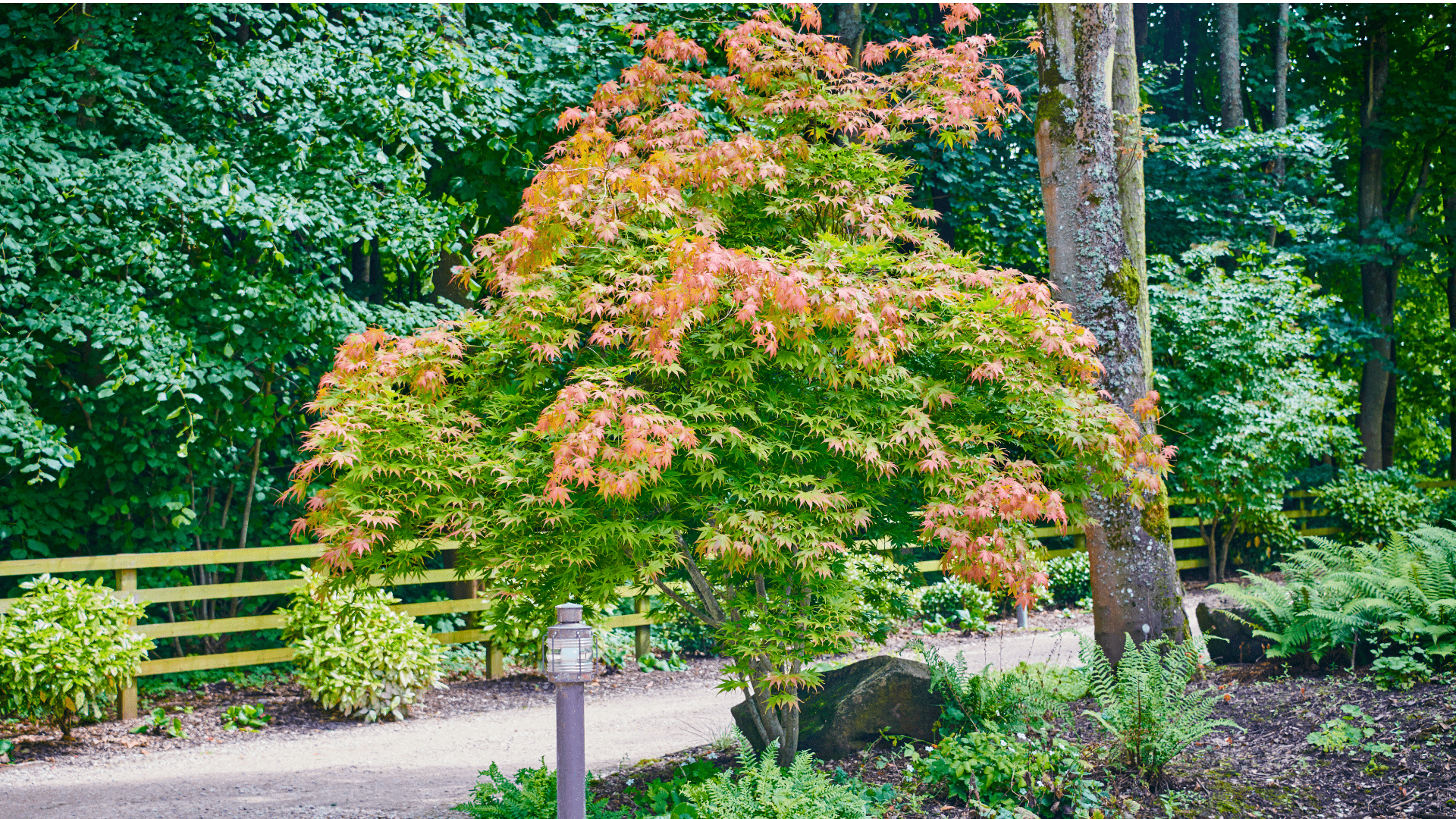 Woodland Garden Header V2 Min