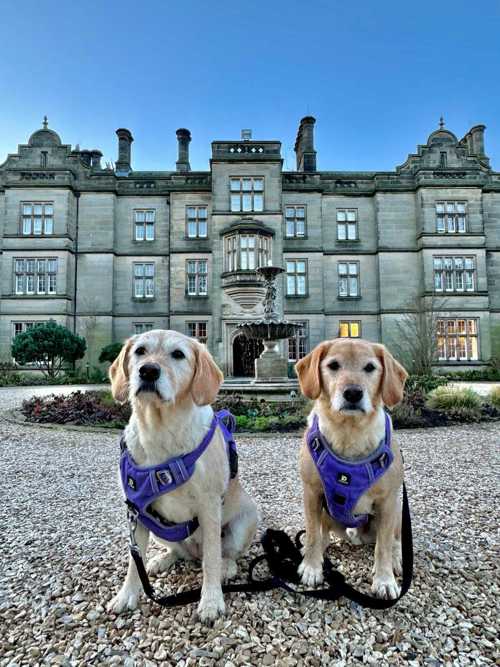 National Pet Day at Matfen Hall