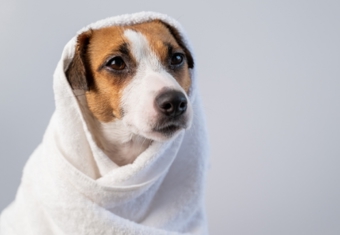 Dog Towel Image